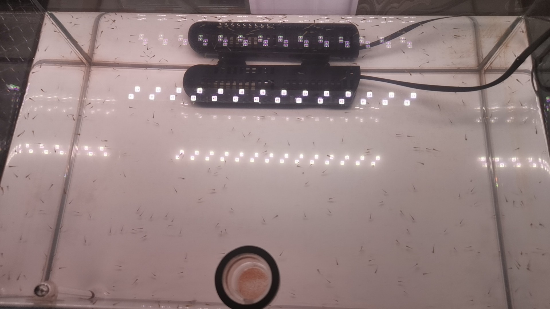高背金龍魚吃什么食物？ 高背金龍魚吃什么食物？ 龍魚百科 第2張