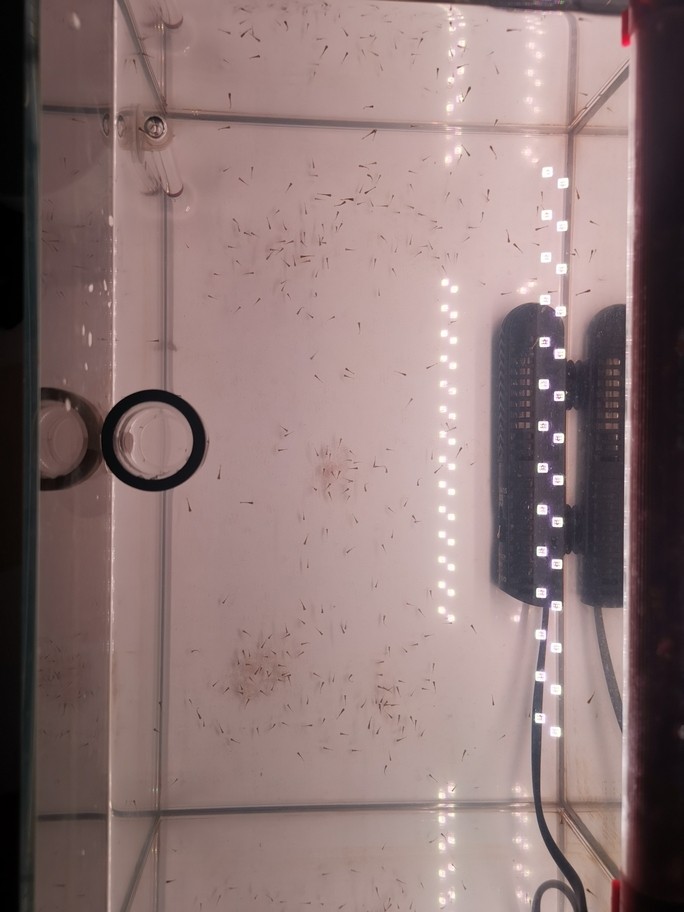 高背金龍魚吃什么食物？ 高背金龍魚吃什么食物？ 龍魚百科 第4張