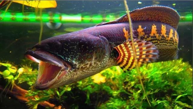 紅龍魚出框什么時(shí)候變紅（紅龍魚出框怎么看）