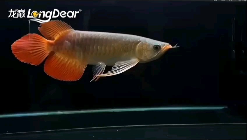 轉發804 轉發804 龍魚論壇