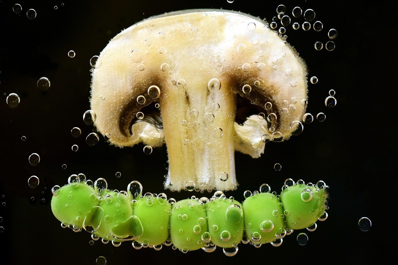 還有哪些神獸是龍頭魚(yú)身? 龍魚(yú)論壇 第1張 還有哪些神獸是龍頭魚(yú)身? 還有哪些神獸是龍頭魚(yú)身? 龍魚(yú)論壇 第1張