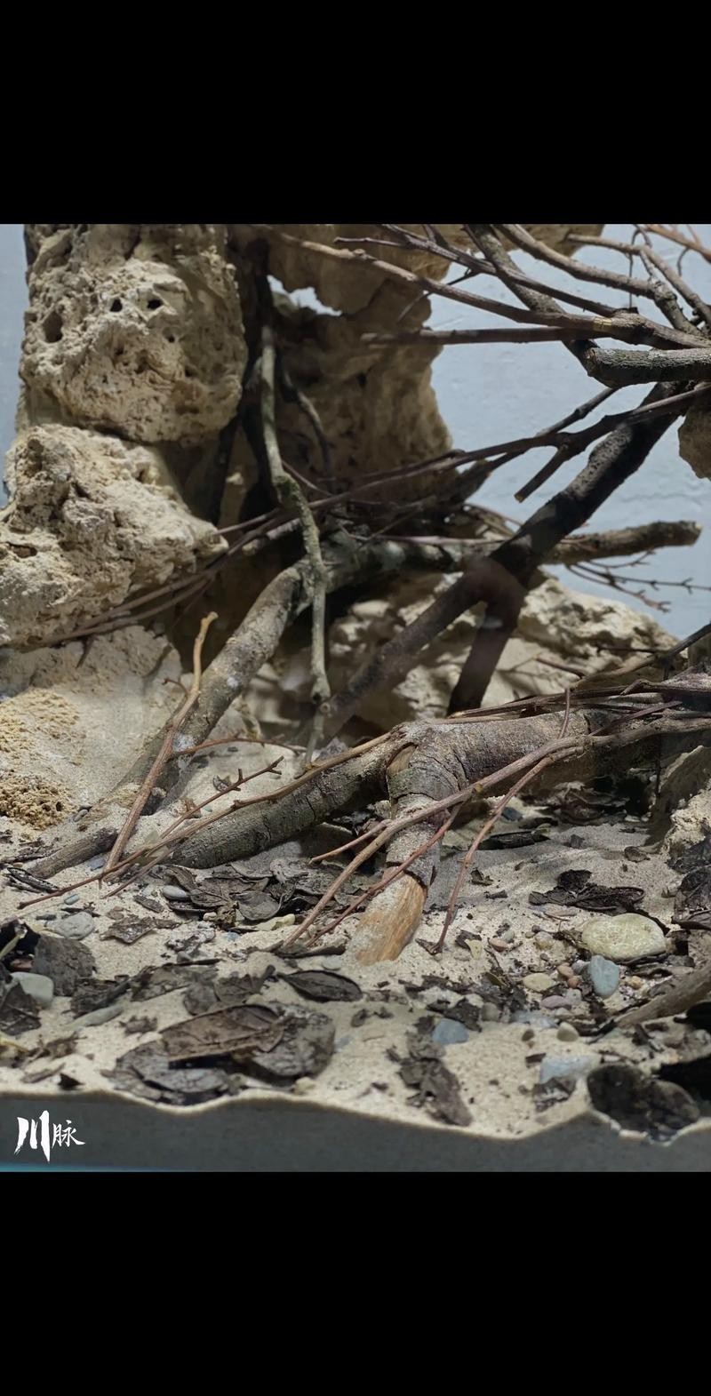 雷龍魚魚缸簡單好看造景圖片