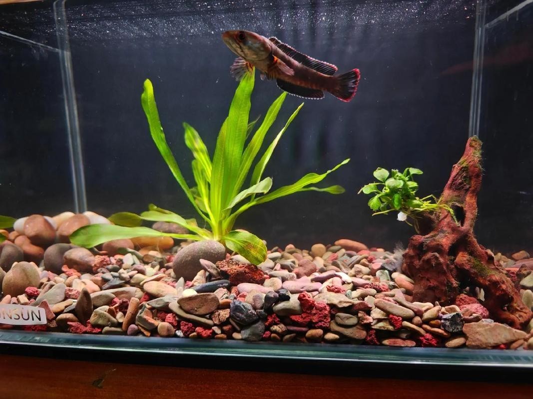 雷龍魚魚缸簡單好看造景圖片