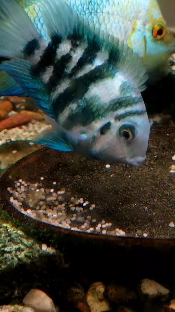 小魚脫殼