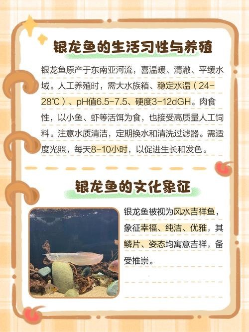 銀龍魚苗怎么養及喂養技巧圖片欣賞
