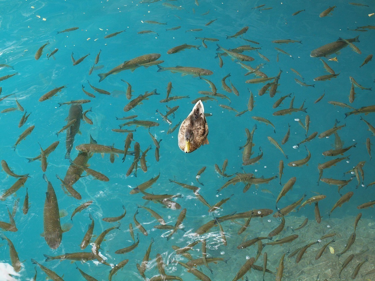 水鼻魚一只多少元 水鼻魚一只多少元 龍魚論壇 第2張