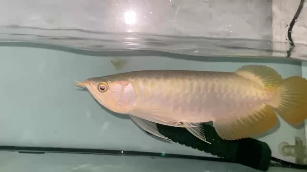 深夜尋找有緣人 深夜尋找有緣人 龍魚論壇