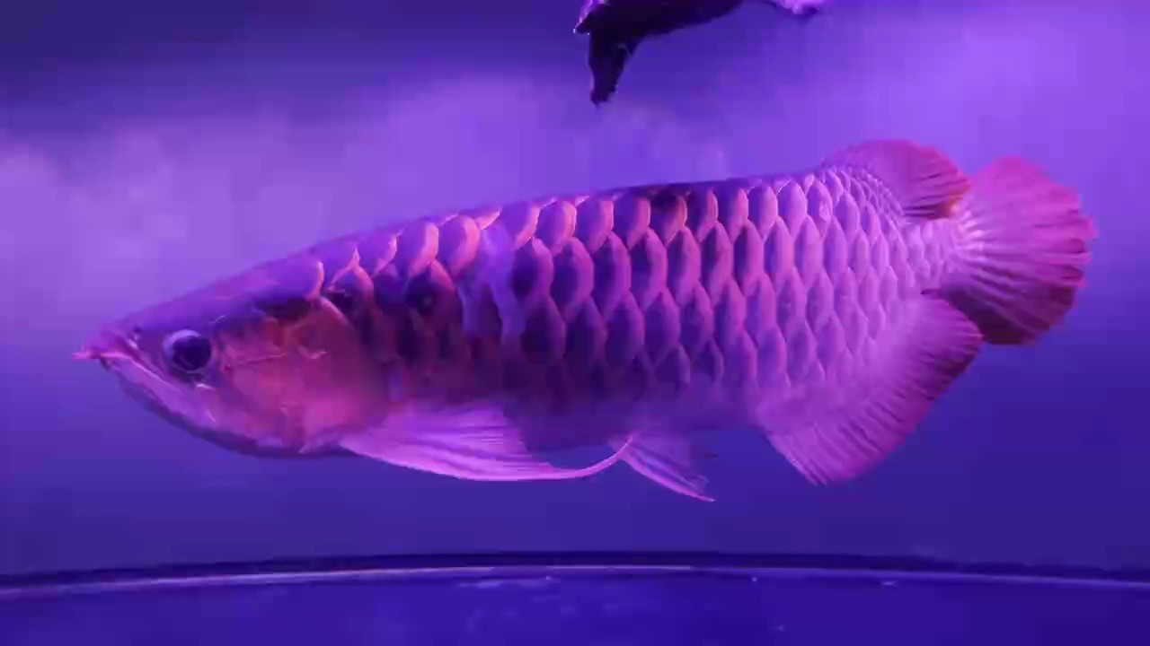 麻醉拔了幾個(gè)壞鱗