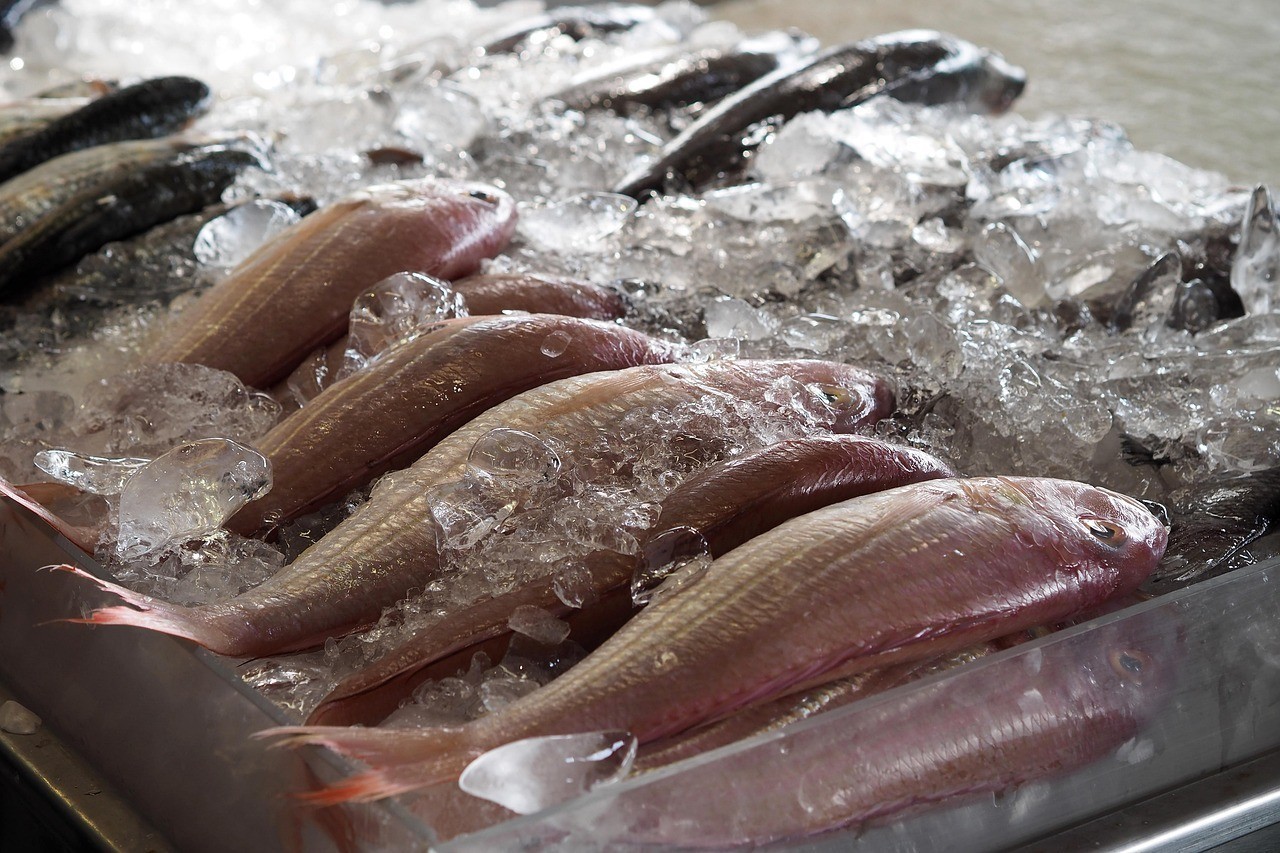 黑云魚養(yǎng)一只會(huì)得白血病嗎