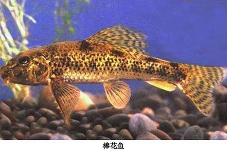 馬古龍魚圖片欣賞