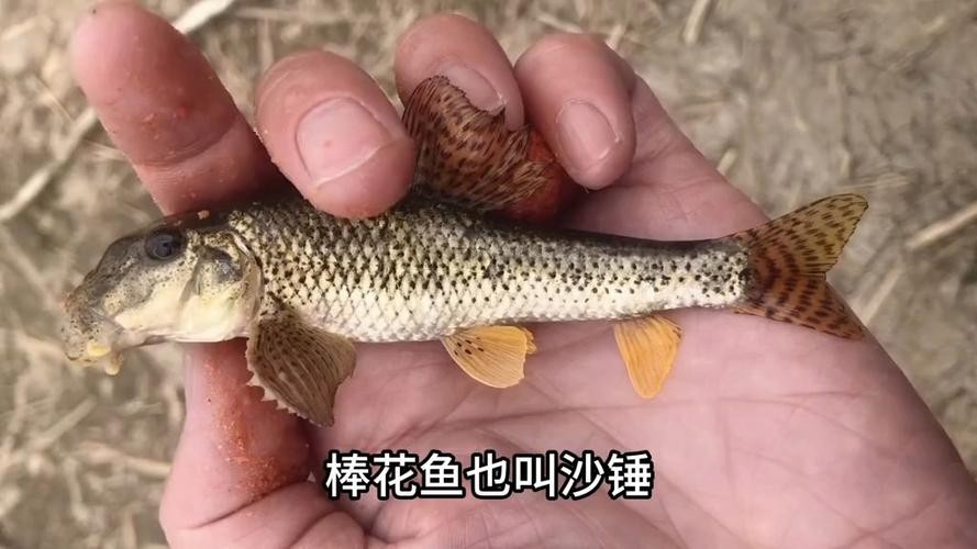 馬古龍魚圖片欣賞