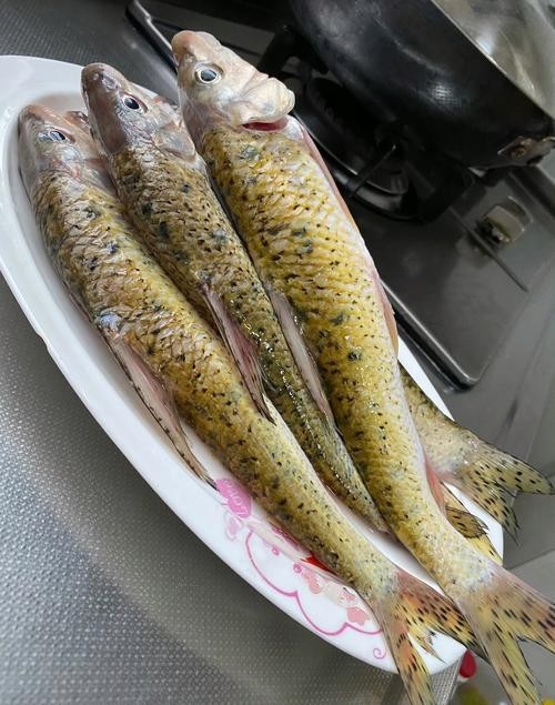 馬古龍魚圖片欣賞