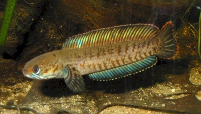 馬古龍魚圖片欣賞