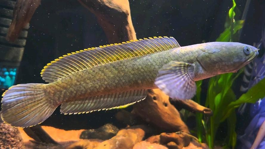 馬古龍魚圖片欣賞