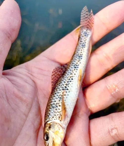 馬古龍魚圖片欣賞