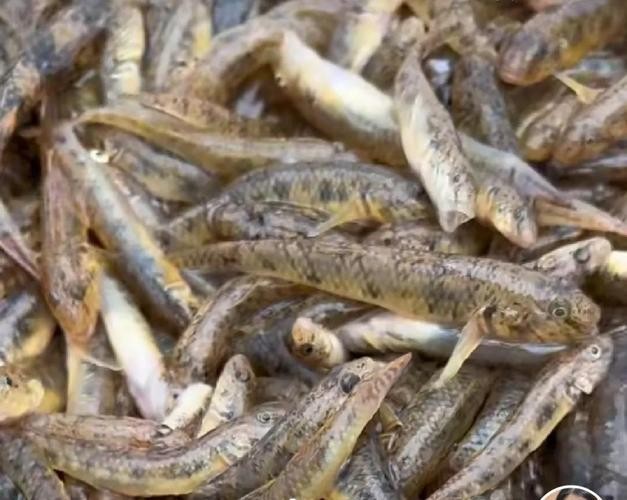 馬古龍魚圖片欣賞