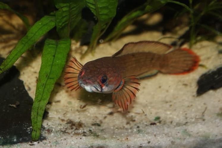 馬古龍魚圖片欣賞