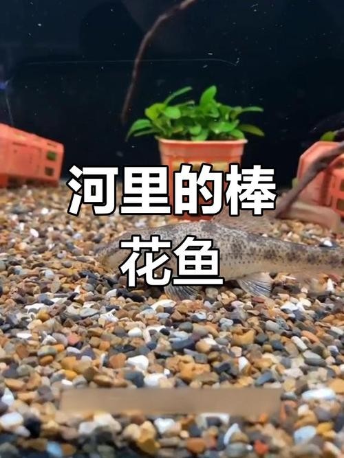 馬古龍魚圖片欣賞