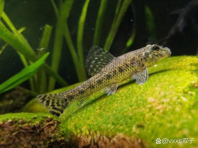 馬古龍魚圖片欣賞