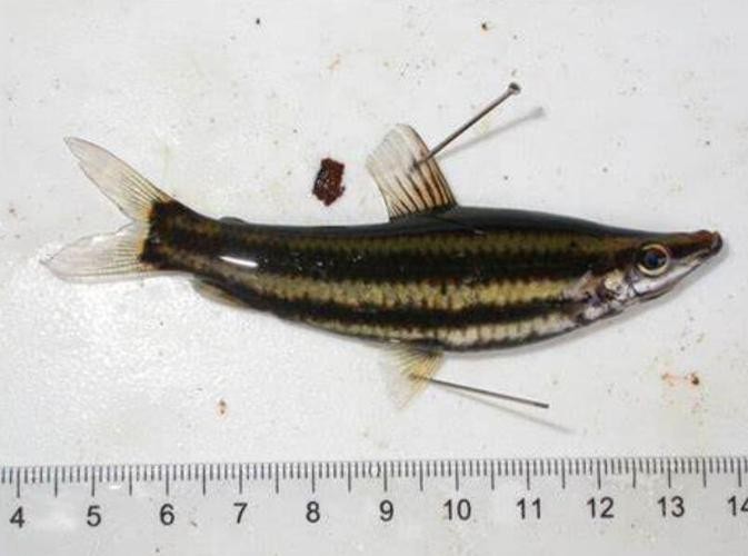 馬古龍魚圖片欣賞
