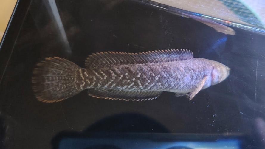 馬古龍魚圖片欣賞