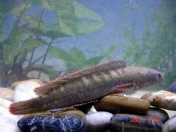關(guān)于六角恐龍魚飼養(yǎng)的一些建議，六角恐龍魚的飼養(yǎng)方法