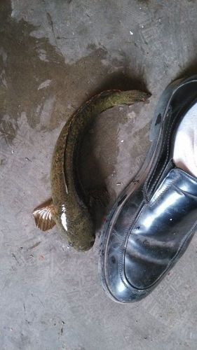 馬古龍魚圖片欣賞