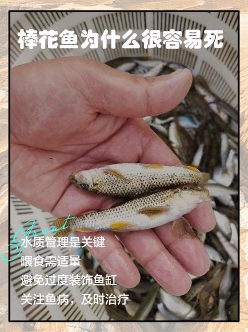 馬古龍魚圖片欣賞