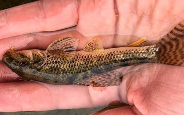 馬古龍魚圖片欣賞