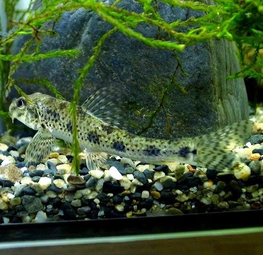 馬古龍魚圖片欣賞
