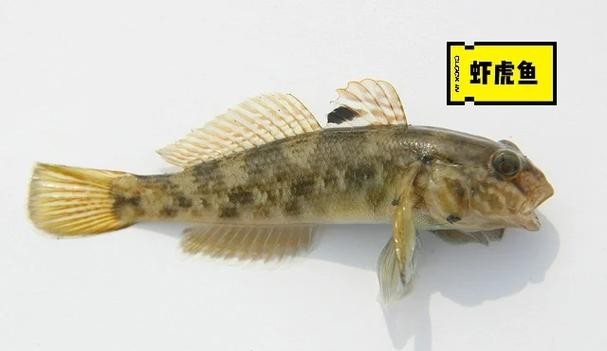 馬古龍魚圖片欣賞