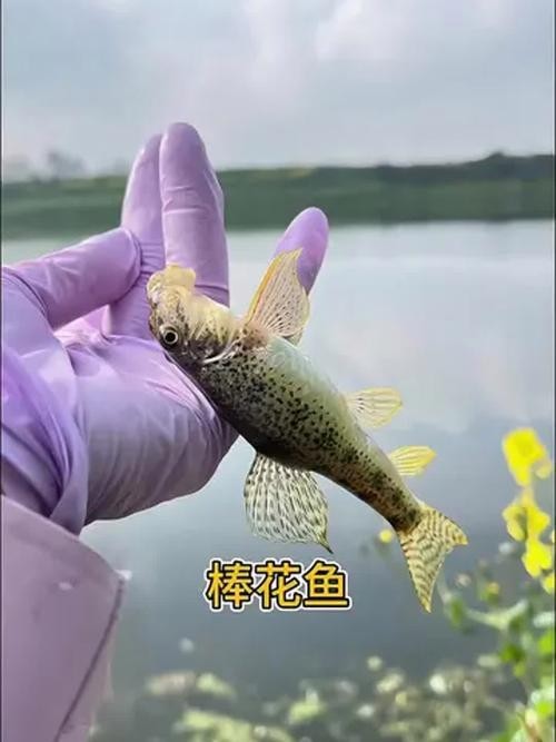 馬古龍魚圖片欣賞