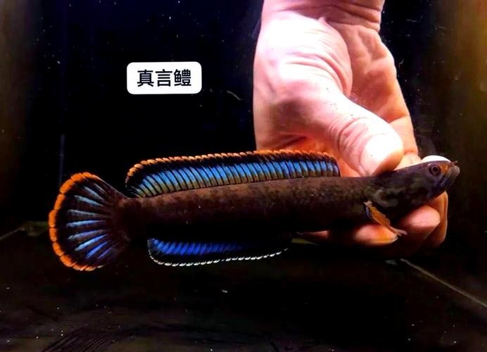 馬古龍魚圖片欣賞