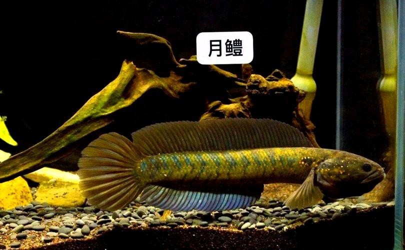 馬古龍魚圖片欣賞