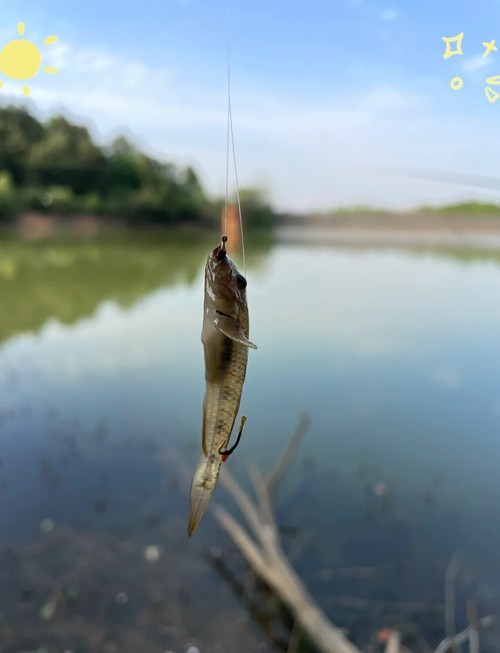 馬古龍魚圖片欣賞