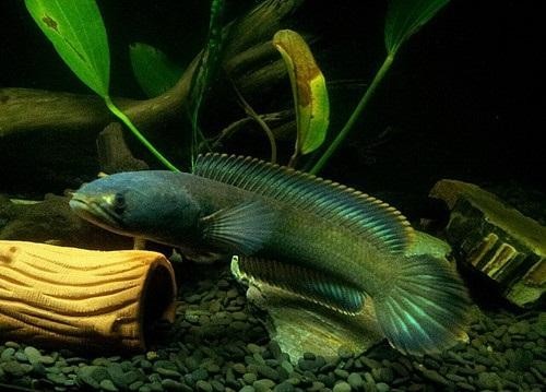 馬古龍魚圖片欣賞