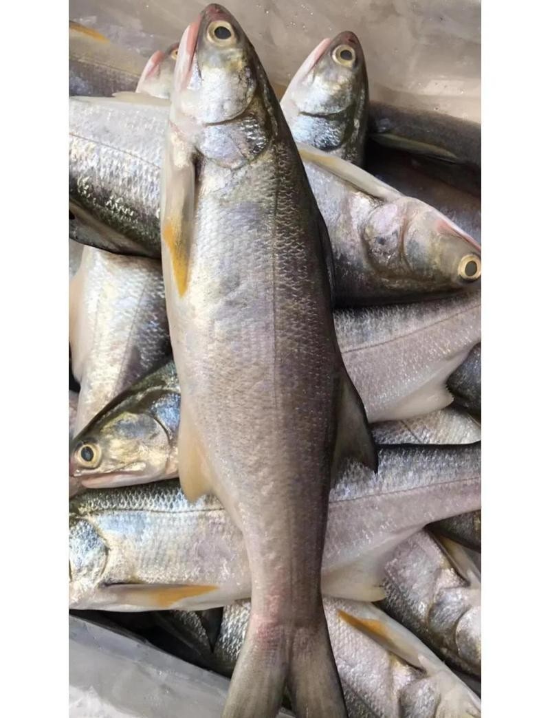 馬古龍魚圖片欣賞