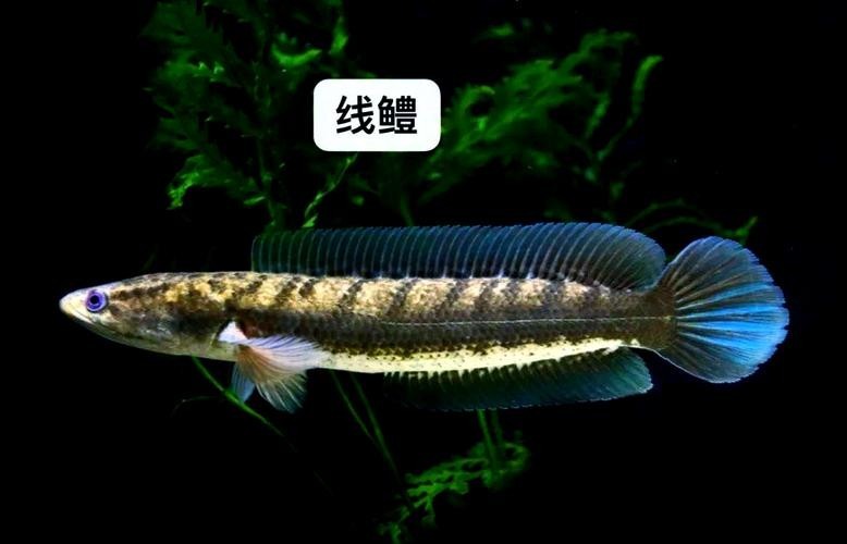 馬古龍魚圖片欣賞