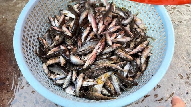 馬古龍魚圖片欣賞