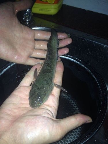 馬古龍魚圖片欣賞