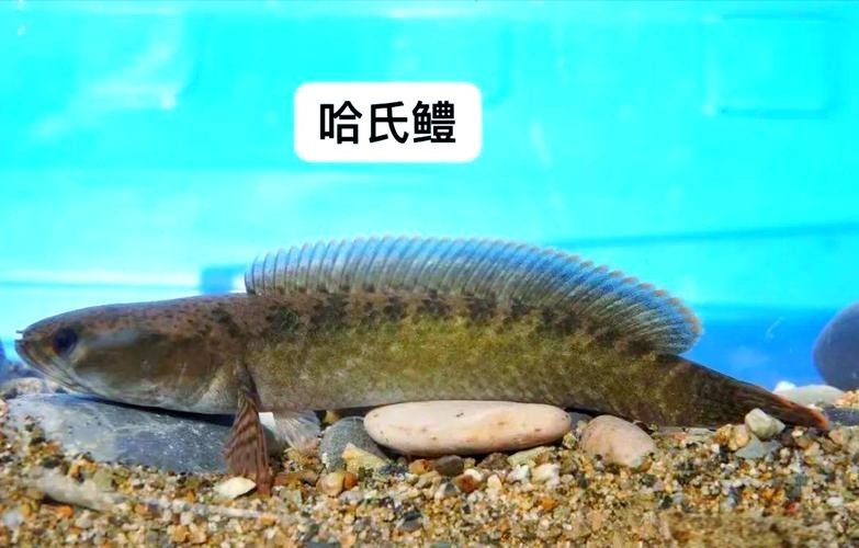 馬古龍魚圖片欣賞