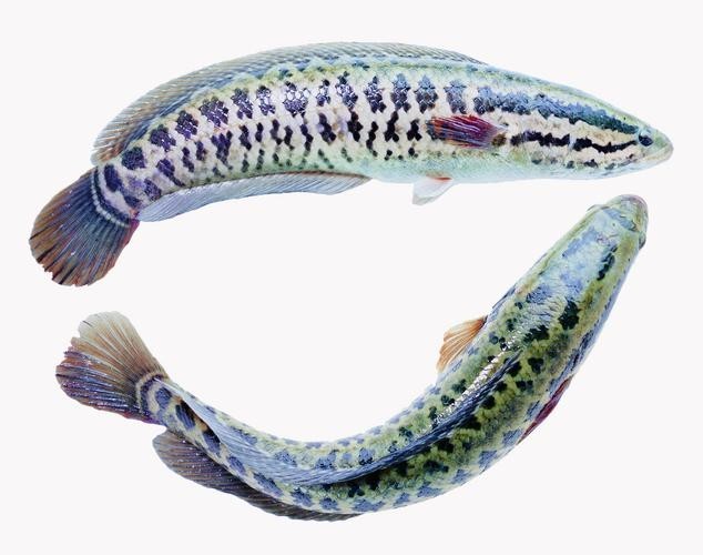馬古龍魚圖片欣賞