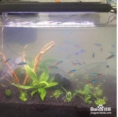 廣州市番禺區橋南街魚屋水族店