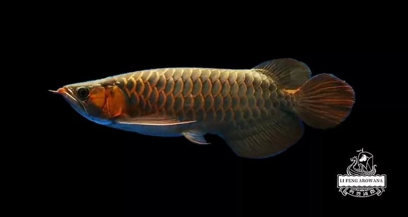 龍魚沉尾可以自愈多久？