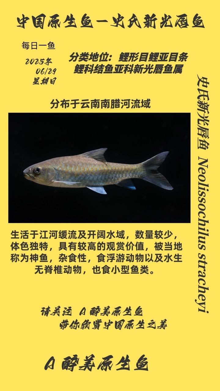史氏新光唇魚 史氏新光唇魚 龍魚論壇