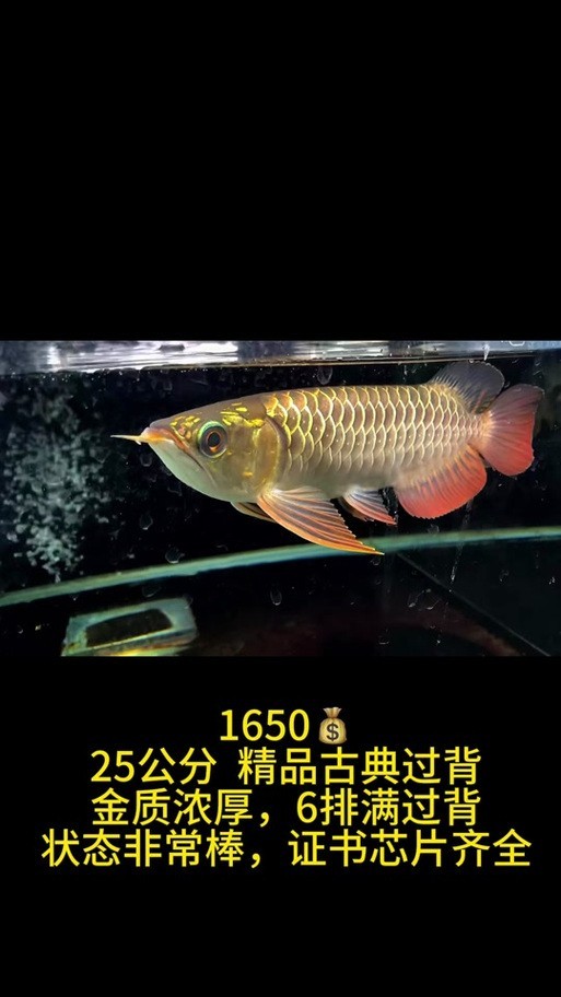 黃化金龍魚圖片大全 黃化金龍魚圖片大全 龍魚百科 第42張