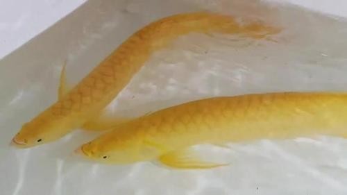 黃化金龍魚圖片大全 黃化金龍魚圖片大全 龍魚百科 第24張