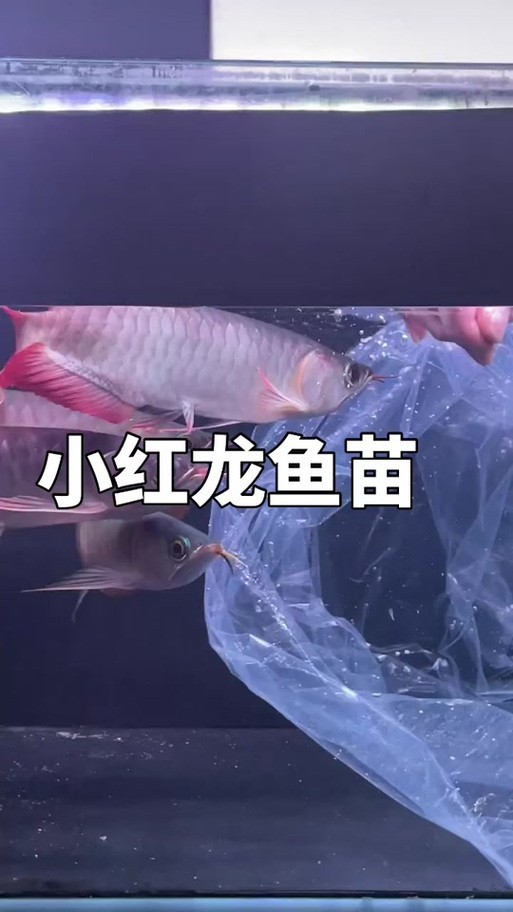 黃化金龍魚圖片大全 黃化金龍魚圖片大全 龍魚百科 第38張