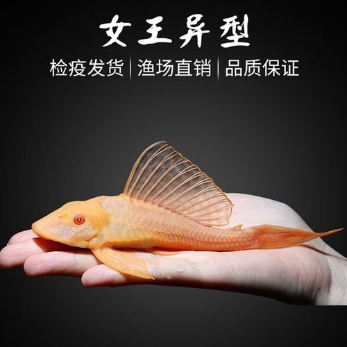 黃化金龍魚圖片大全 黃化金龍魚圖片大全 龍魚百科 第4張