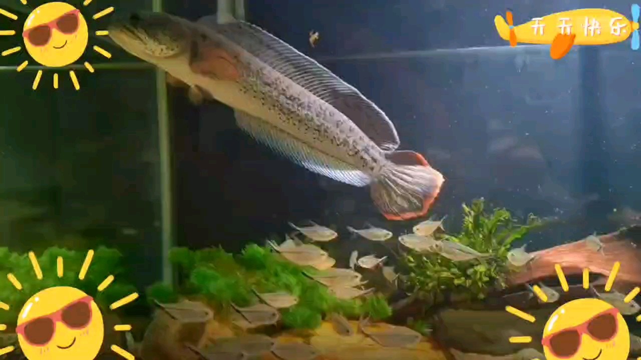 巴卡日常分享 巴卡日常分享 龍魚論壇 第1張